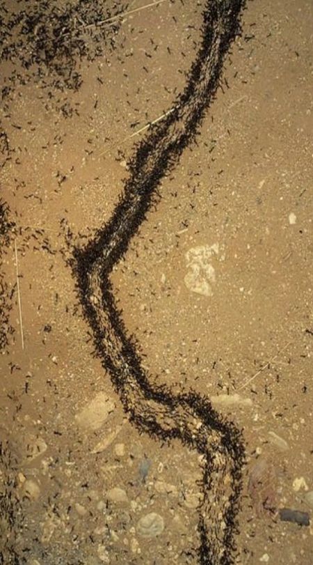 蚂蚁小小蚁国地下王国守卫0