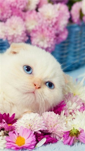 个性高清主题壁纸0