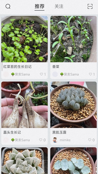 小植物记录1