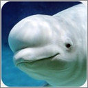 白鲸模拟器无限金币