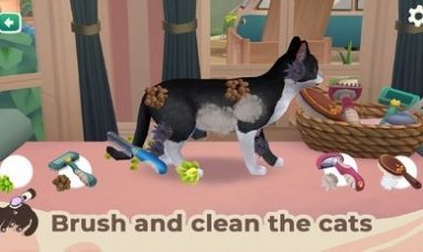 猫咪救援故事3