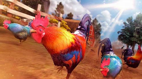 斗鸡模拟器单机版0