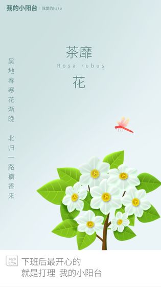 我的小阳台3