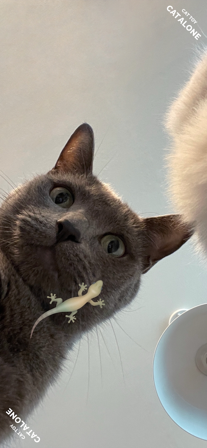 猫猫玩具3