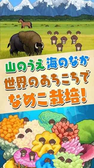 滑子菇栽培套装3