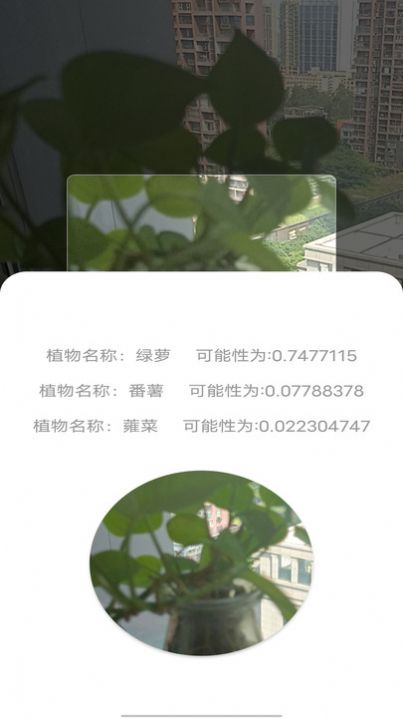 拍照识别植物弛意版1