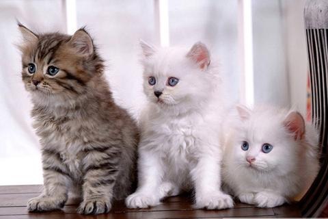 可爱猫找茬1