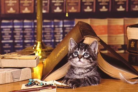 可爱猫找茬2