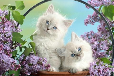 可爱猫找茬3