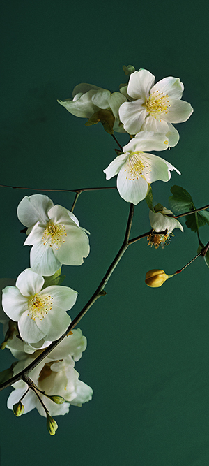 小米澎湃OS主题软件0