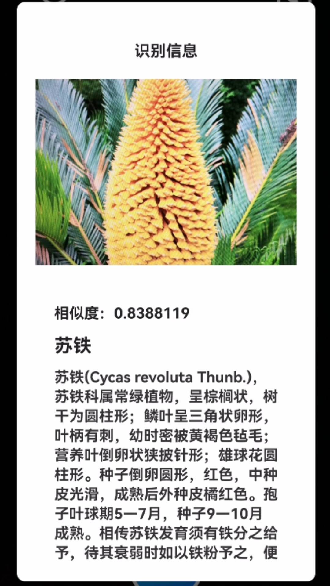 君子兰宝匣 君子兰宝匣