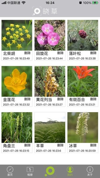 晓草草原植物识别1