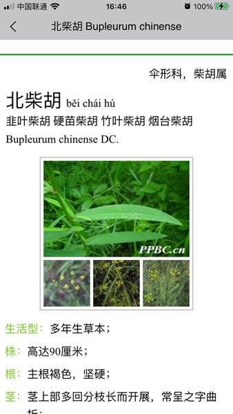 晓草草原植物识别2