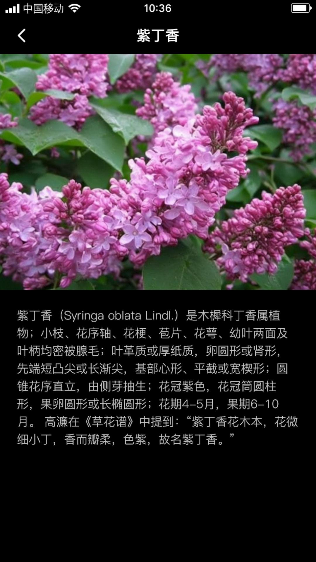 丁香花瓣0