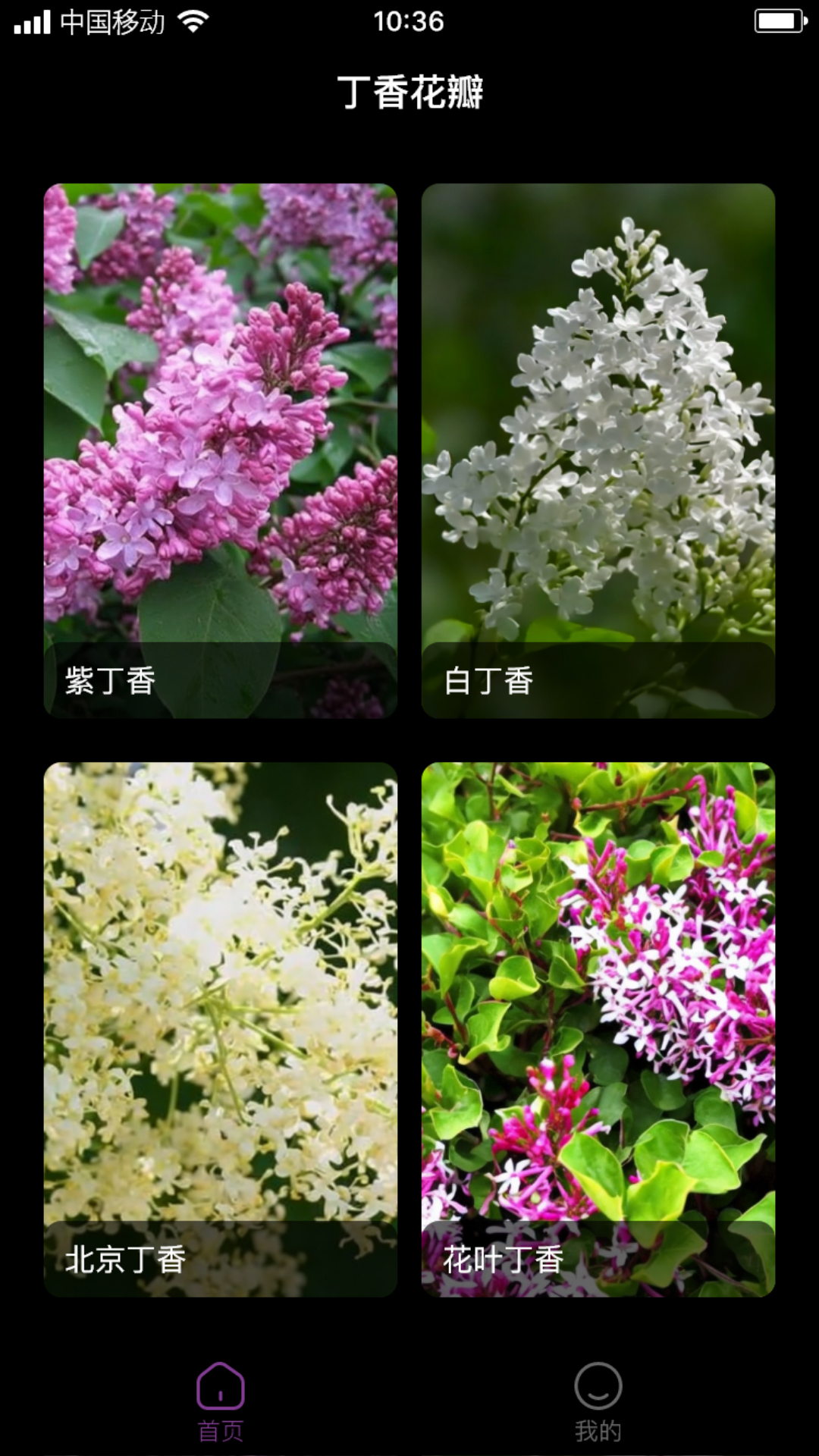 丁香花瓣1
