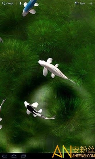 自由锦鲤动态壁纸0