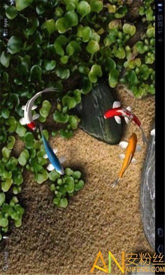 自由锦鲤动态壁纸1