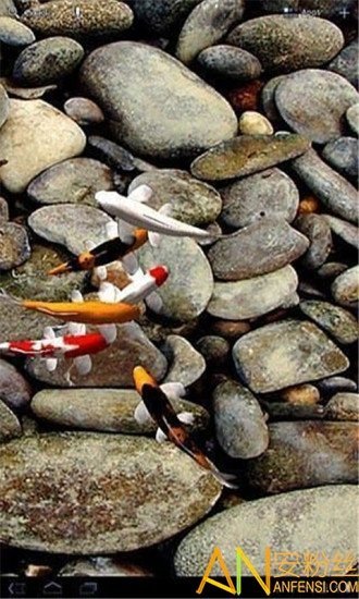 自由锦鲤动态壁纸2