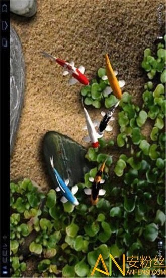 自由锦鲤动态壁纸3