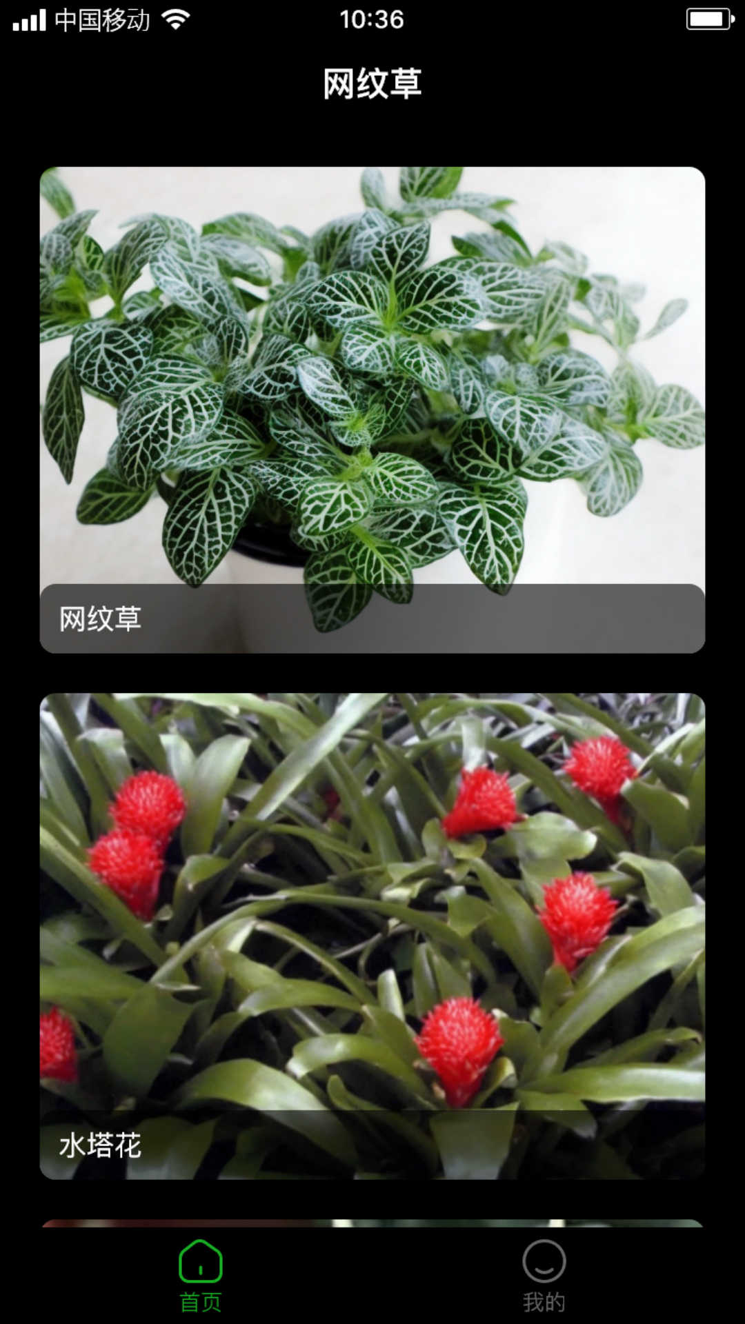 网纹草.jpg 网纹草.jpg