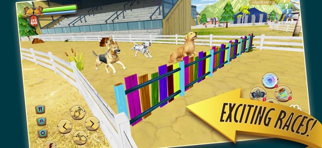 Zoro宠物狗竞赛1