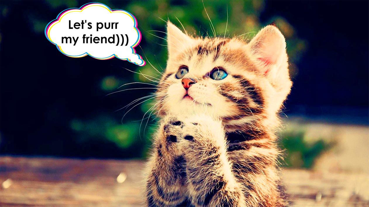 猫翻译器-猫的声音0