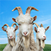 模拟山羊3手机免费版