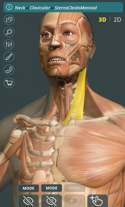 人体3D立体解剖1