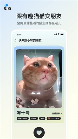 哈啰街猫流浪猫0