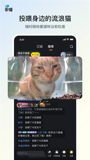 哈啰街猫流浪猫2