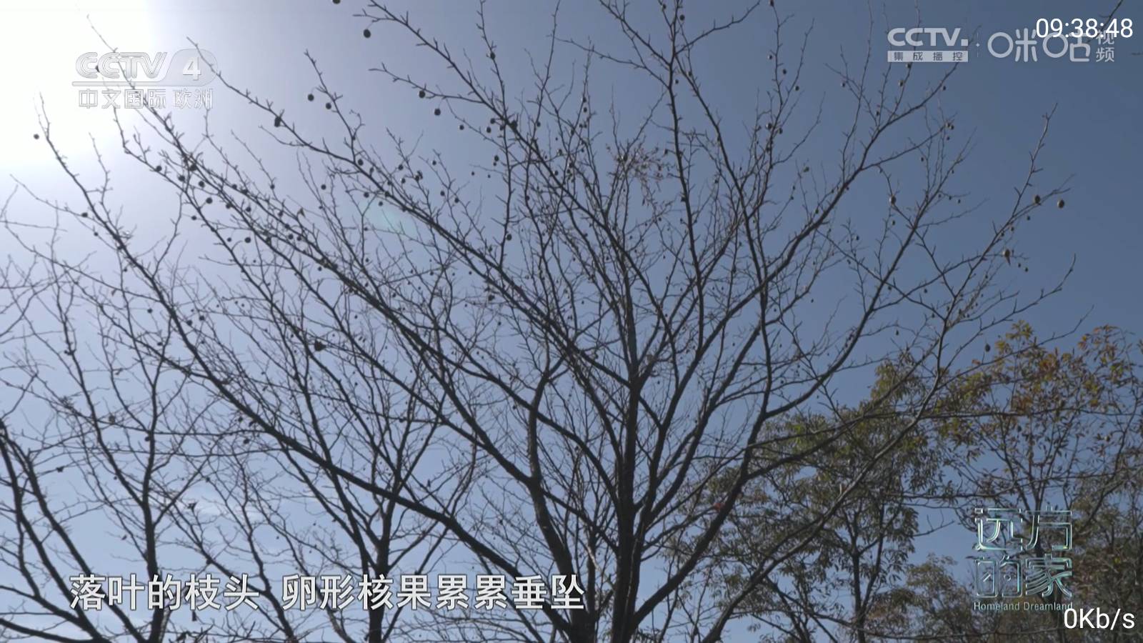 三毛电视2