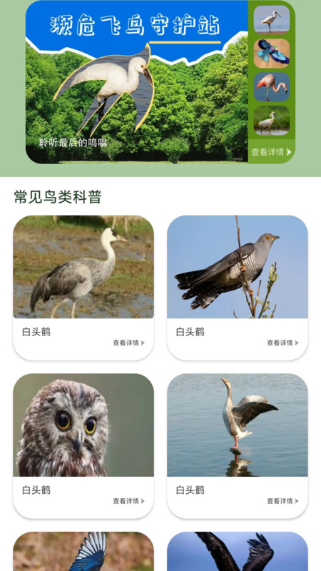 鸟语星球3