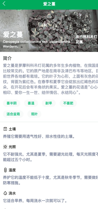 奇奇花园4