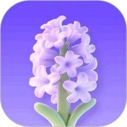 风信子花
