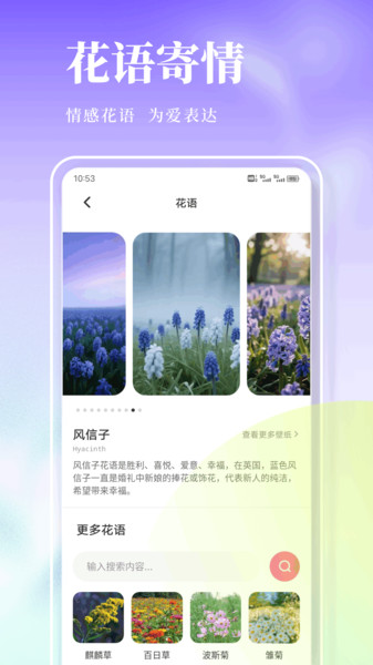风信子笔记