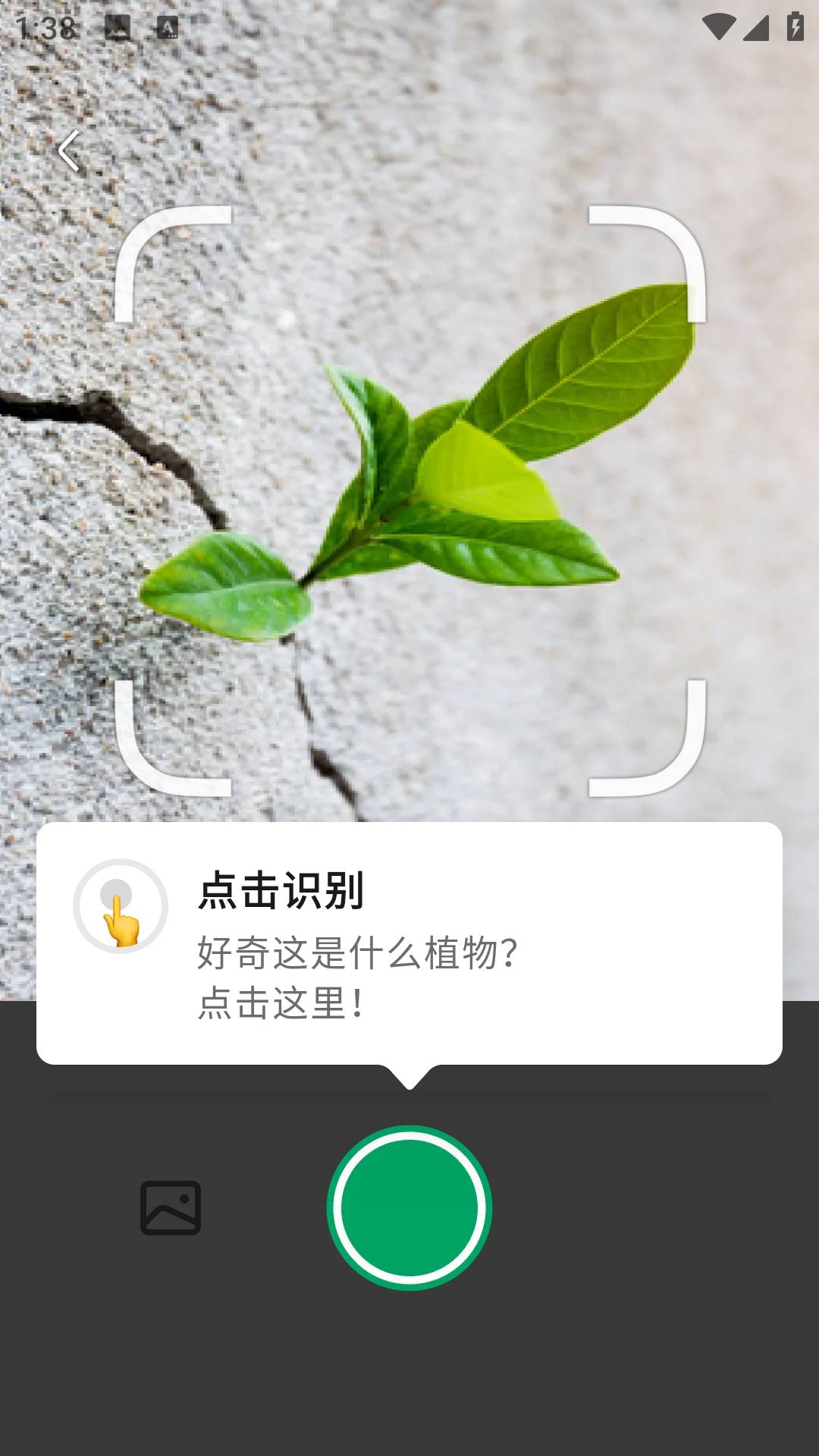 PictureThis4