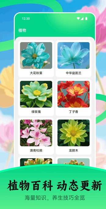 花苞4