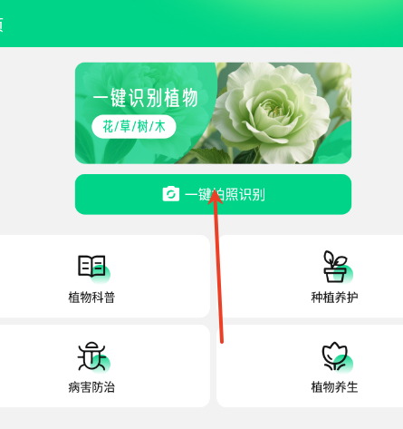 花苞