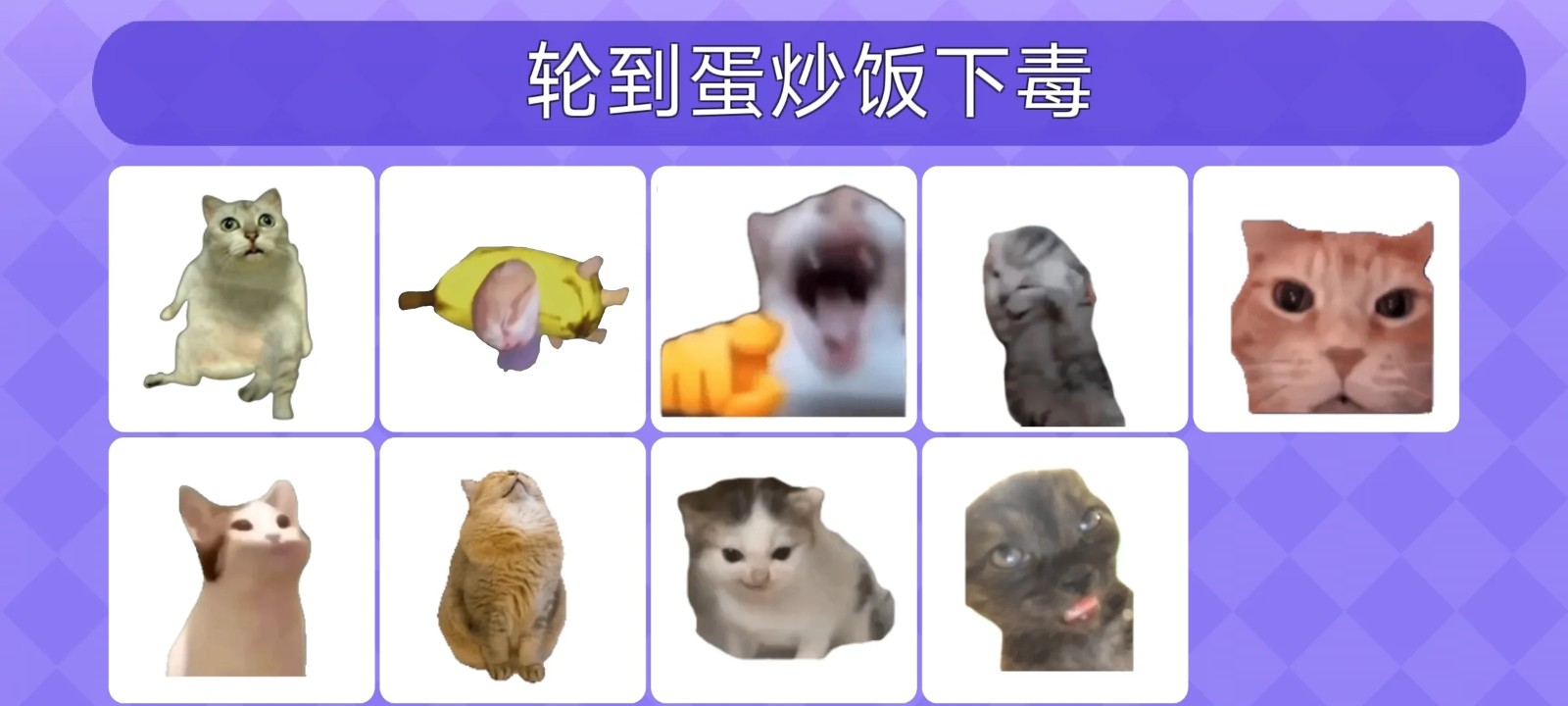女巫的毒药猫meme版3