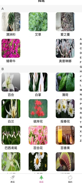 土豆植物1