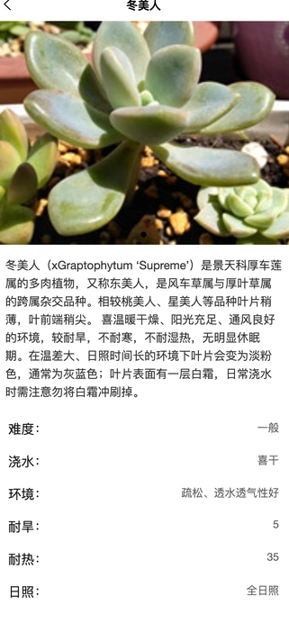 土豆植物2