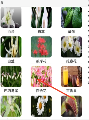 土豆植物