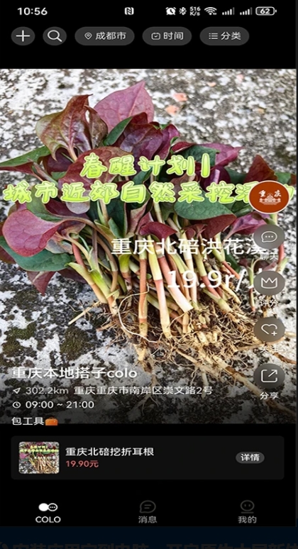 搭子Colo