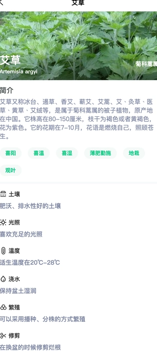 炎焱绿植1
