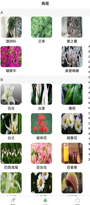 炎焱绿植2