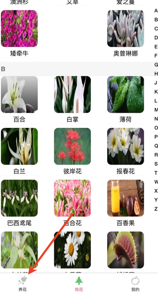 炎焱绿植
