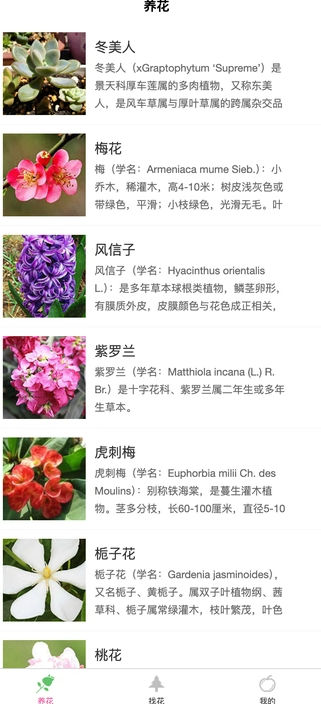 炎焱绿植