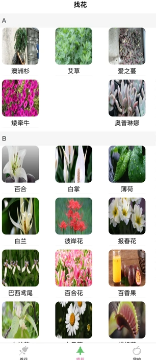 风铭植物2