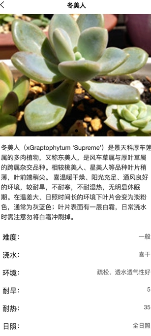 风铭植物4