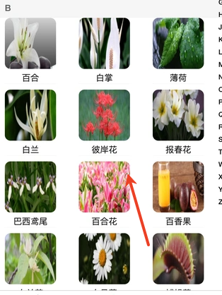风铭植物